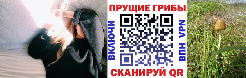 Купить Александровск Галлюциногенные грибы Psilocybine cubensis